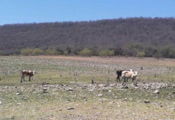 Descartan muerte de ganado por sequía en Sinaloa