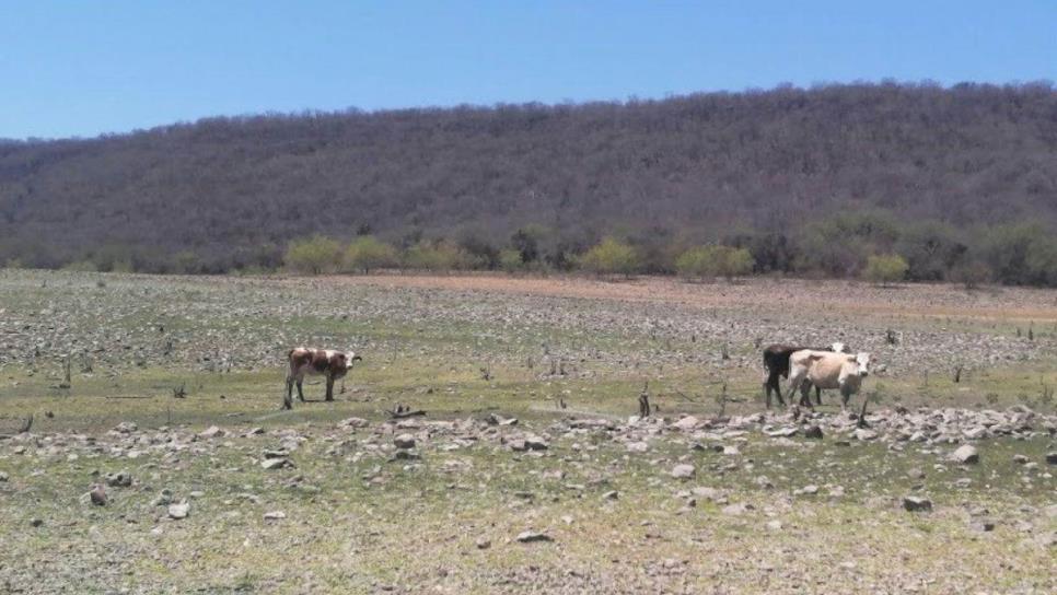Descartan muerte de ganado por sequía en Sinaloa