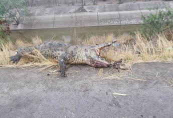Localizan un cocodrilo sin vida cerca de la base militar el Sauz de Costa Rica