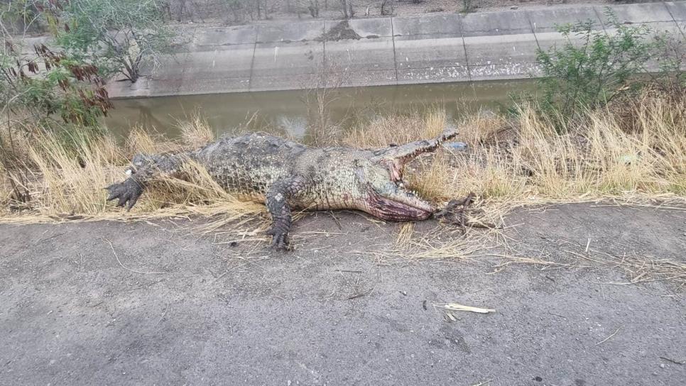 Localizan un cocodrilo sin vida cerca de la base militar el Sauz de Costa Rica