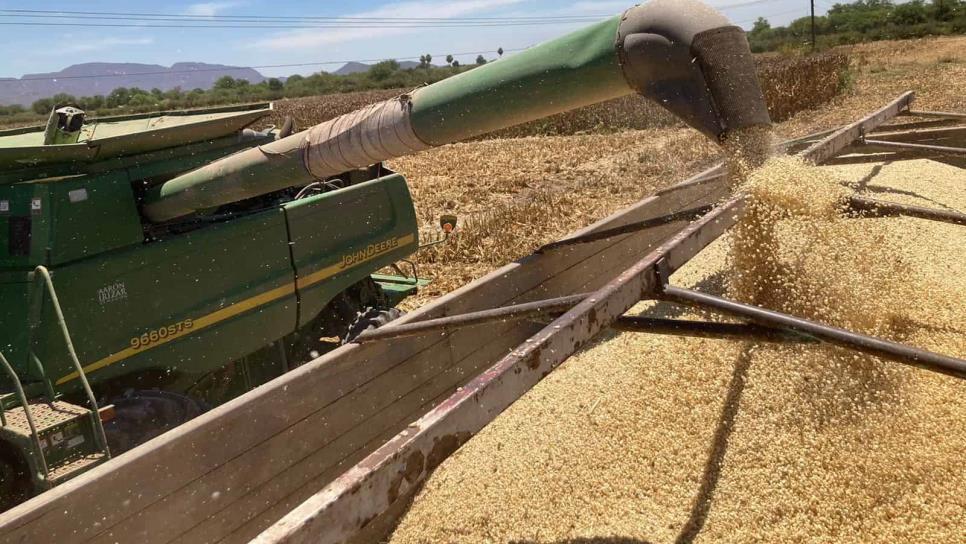 Gobierno crea esquema de pago de $750 por tonelada de maíz para grandes productores  