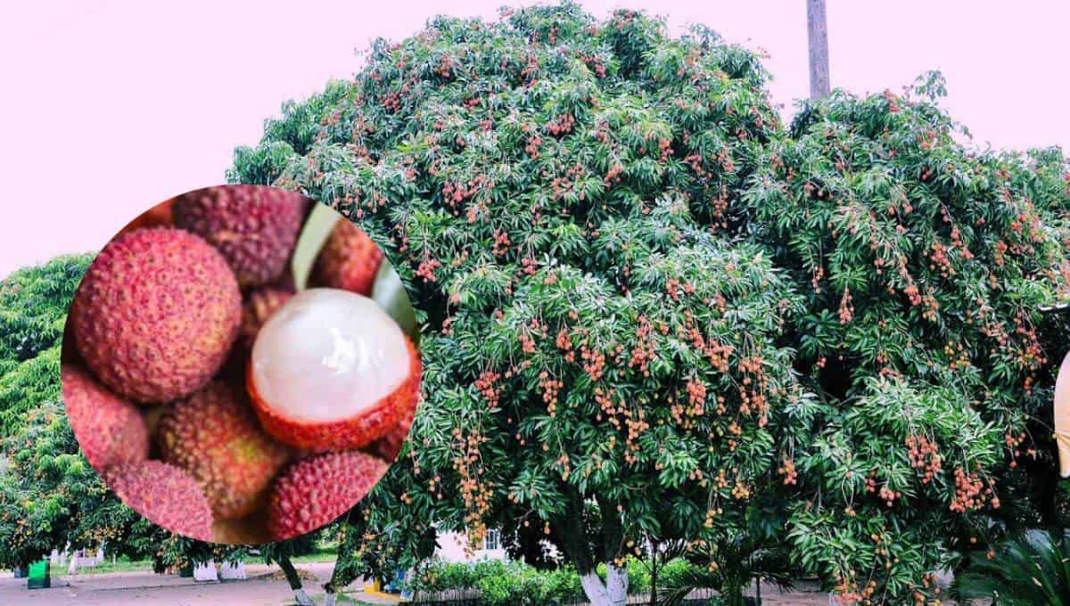 Los meses donde más se produce lichi son mayo, junio y julio. FOTO: Internet