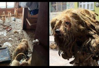 Hallan abandonados a 27 perros en Mazatlán en condiciones inhumanas