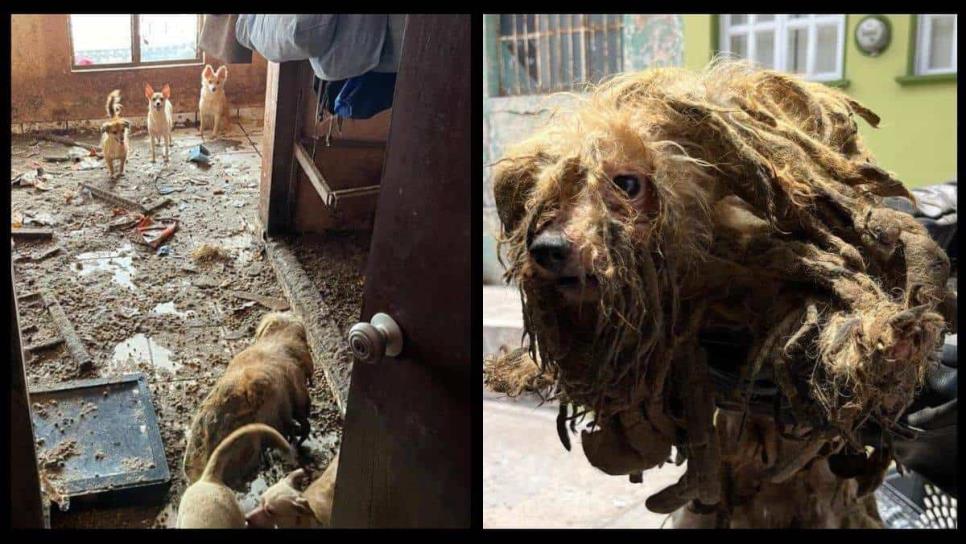 Hallan abandonados a 27 perros en Mazatlán en condiciones inhumanas