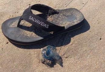 Quemadores en playas de Mazatlán: ¿qué son y qué hacer ante una picadura?
