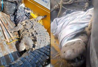 Capturan cocodrilo de 4 metros dentro de un domicilio en Navolato | VIDEO