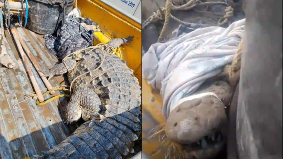 Capturan cocodrilo de 4 metros dentro de un domicilio en Navolato | VIDEO