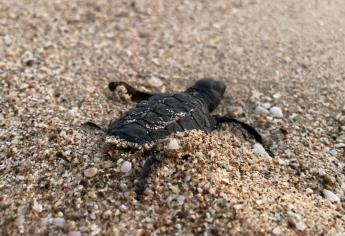 En Sinaloa trabajan para erradicar la depredación de tortugas marinas