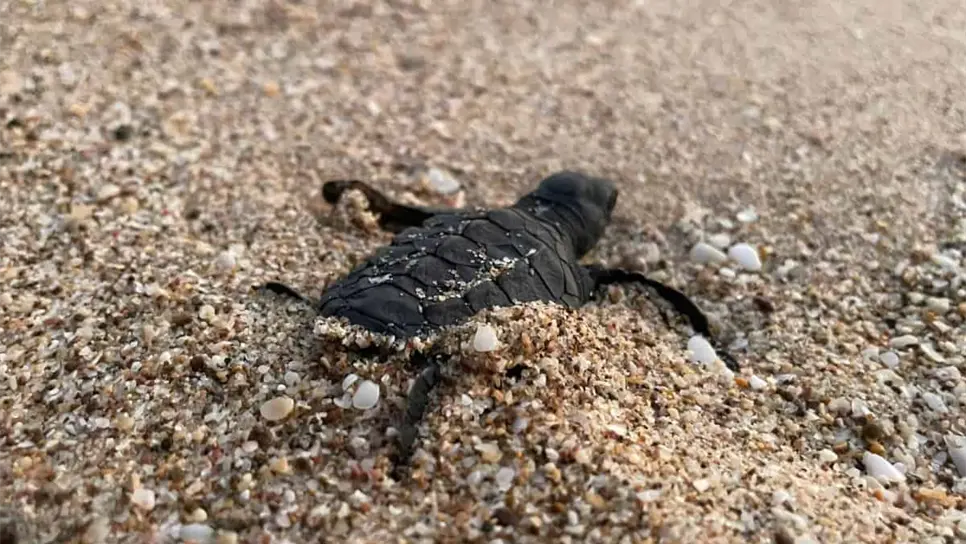 En Sinaloa trabajan para erradicar la depredación de tortugas marinas