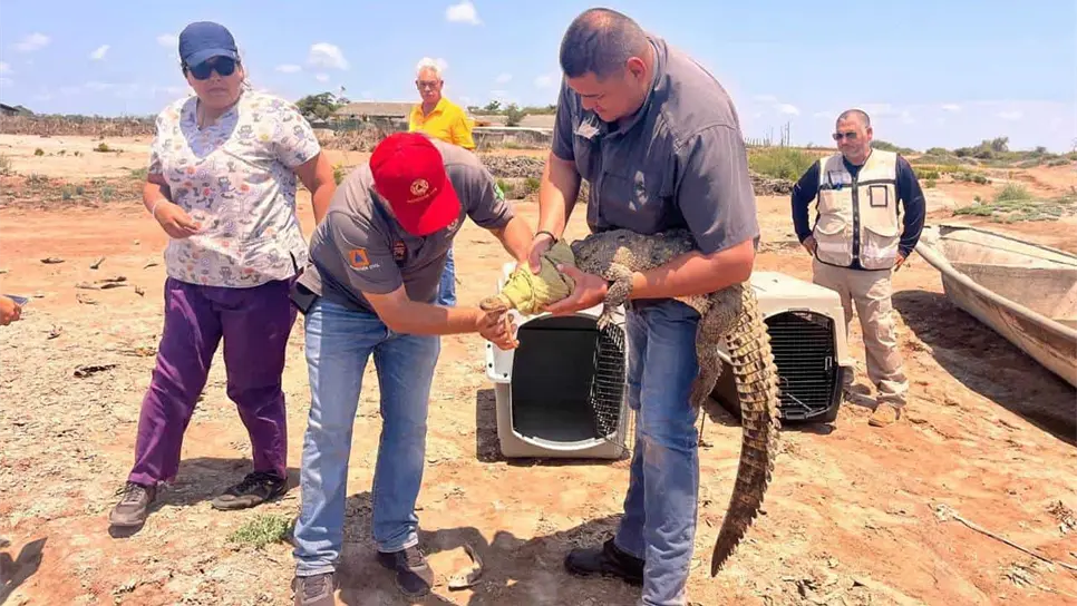 Liberación de cocodrilos.