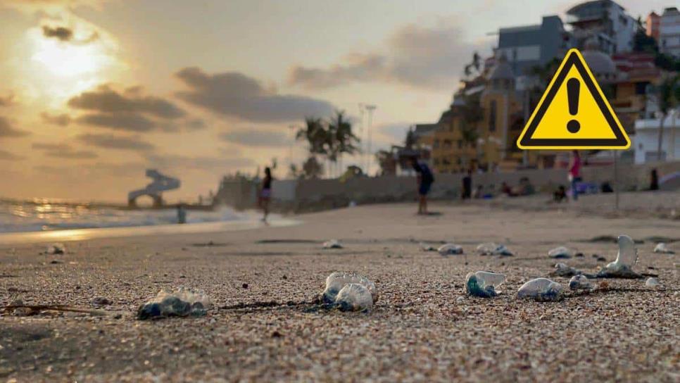 Si ves esto en las playas de Mazatlán, ¡No lo toques! Terminarás en el hospital | FOTOS