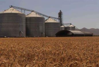 Productores de Sinaloa denuncian prácticas abusivas en contratos de maíz
