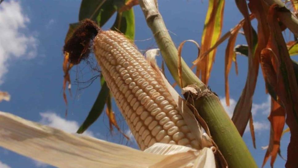 SADER ya tiene recursos para pagar apoyos de maíz en Sinaloa