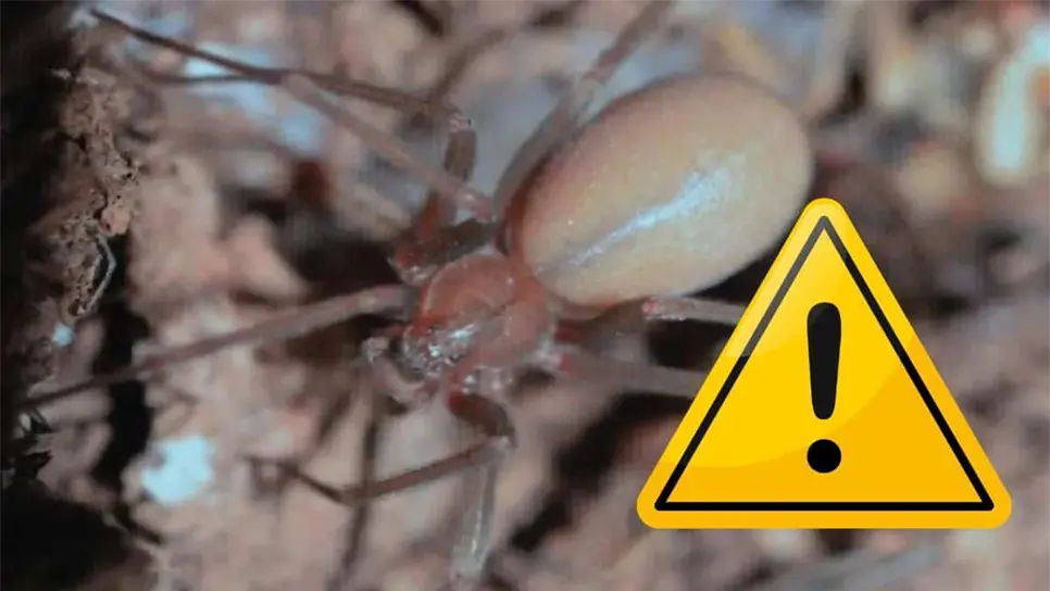 Junio y julio son los meses donde más se presentan casos de mordeduras. FOTO: Internet