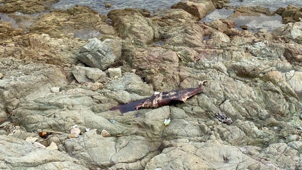 Muerto y en estado de descomposición aparece delfín en playas de Mazatlán