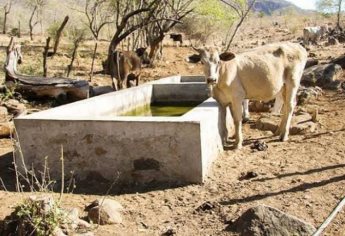 La crisis del agua golpea al sector ganadero de la comunidad La Petaca, Concordia