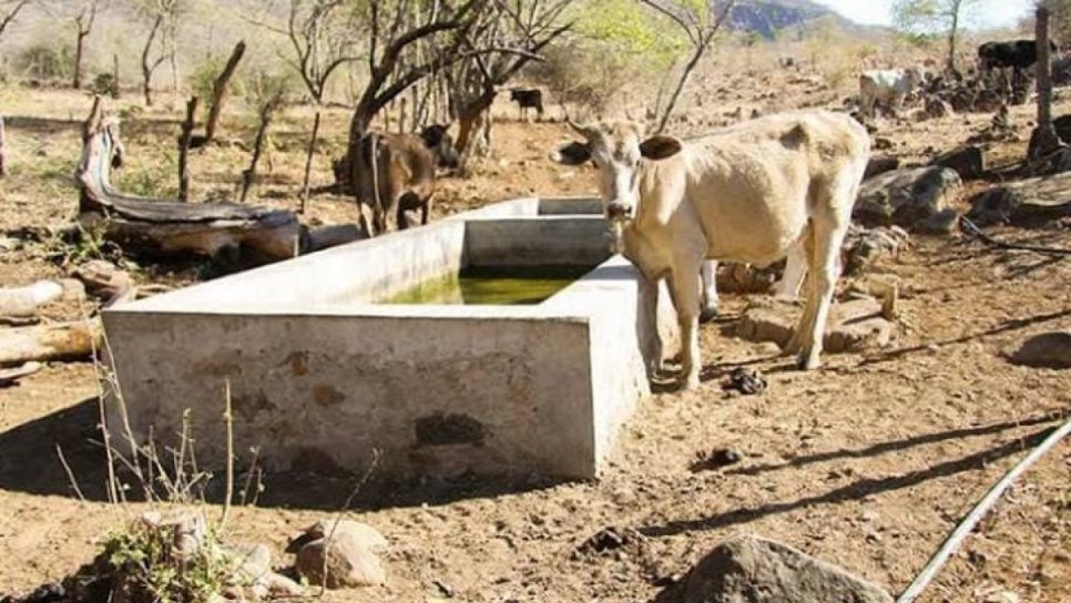La crisis del agua golpea al sector ganadero de la comunidad La Petaca, Concordia
