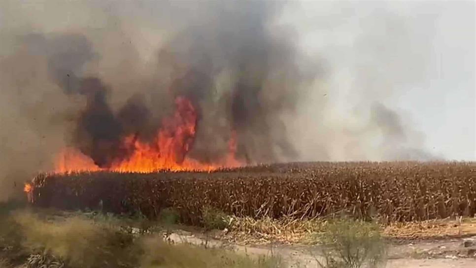 Sequía inhibe quema de soca en Culiacán y Navolato