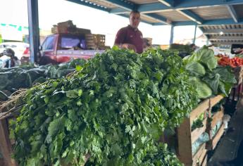 El cilantro encarece por la sequía; se vende a 450 pesos el manojo