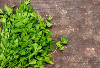 ¿Cómo cultivar cilantro en casa y ahorrar unos pesos ante la subida de precio? 