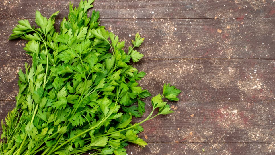 ¿Cómo cultivar cilantro en casa y ahorrar unos pesos ante la subida de precio? 
