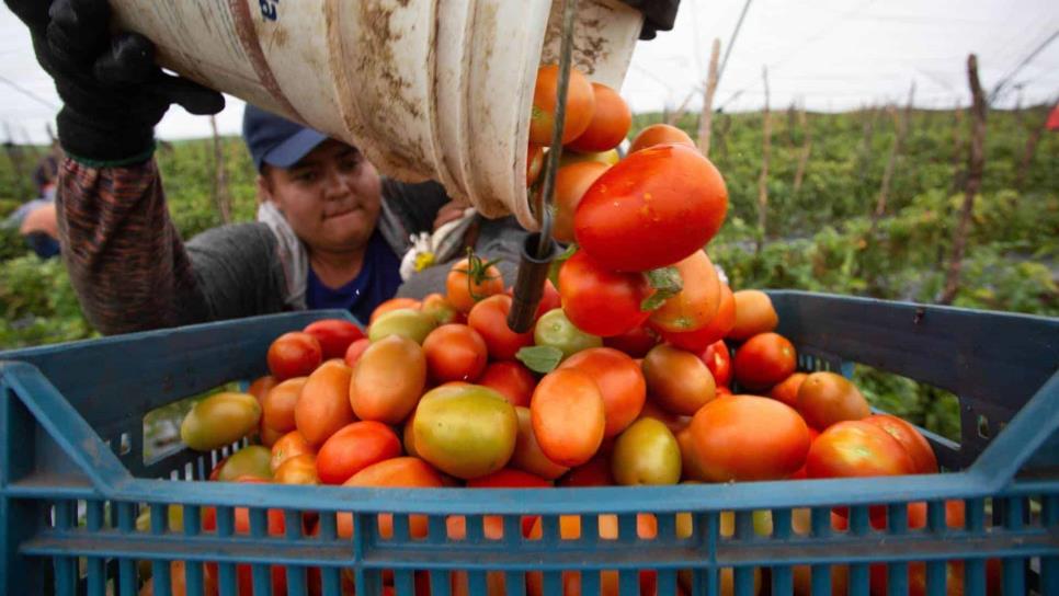 Estados Unidos quita restricciones a importación de tomate después de 4 años