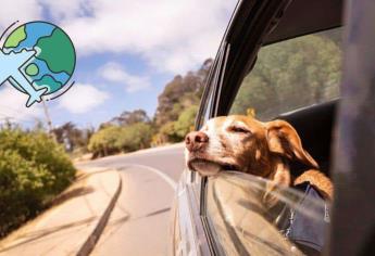 ¿Uber Pet en México? Estas son las nuevas ciudades donde activan la app para mascotas