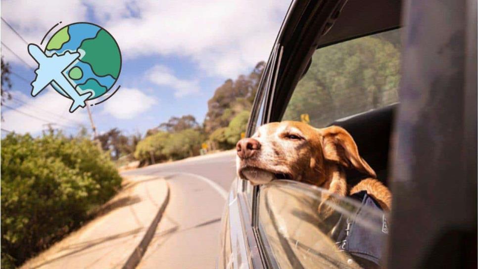 ¿Uber Pet en México? Estas son las nuevas ciudades donde activan la app para mascotas