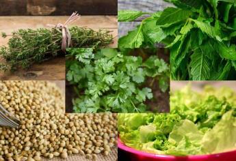 5 alternativas para sustituir al cilantro en tus tacos y otras comidas