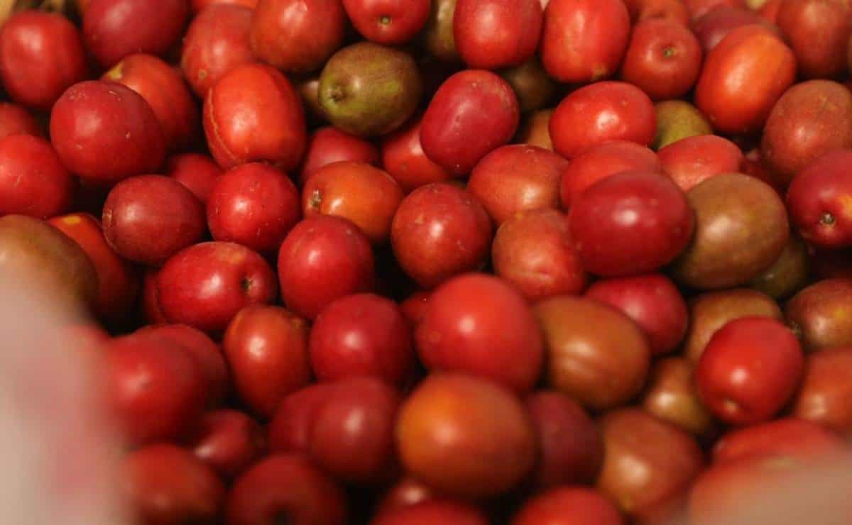 La Quinta Edición de la Feria de la Ciruela en Agua Caliente de Gárate se acerca ¿Cuándo es?