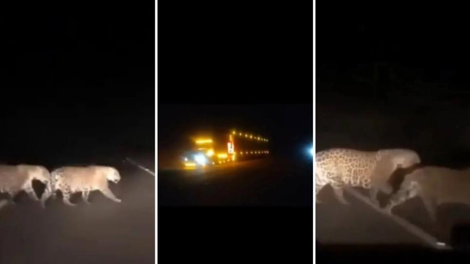 Trailero se salva tras captar a dos jaguares en la carretera Caborca - Sonoyta en Sonora | VIDEO