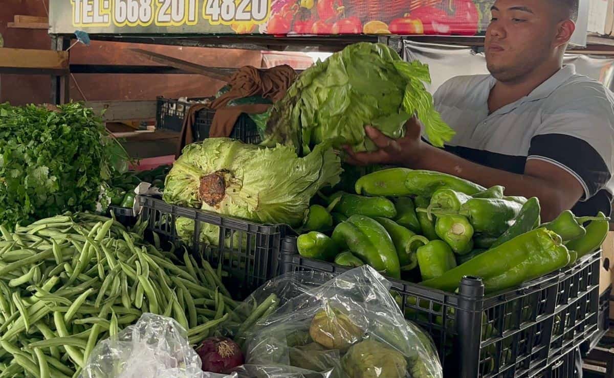 La lechuga está cara en Sinaloa por culpa de la sequía, está a 50 pesos la pieza