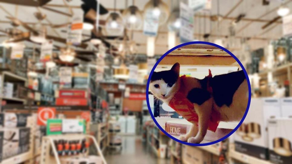 «Michi», la gatita que trabaja en Home Depot Los Mochis está en adopción ¿Te interesa?