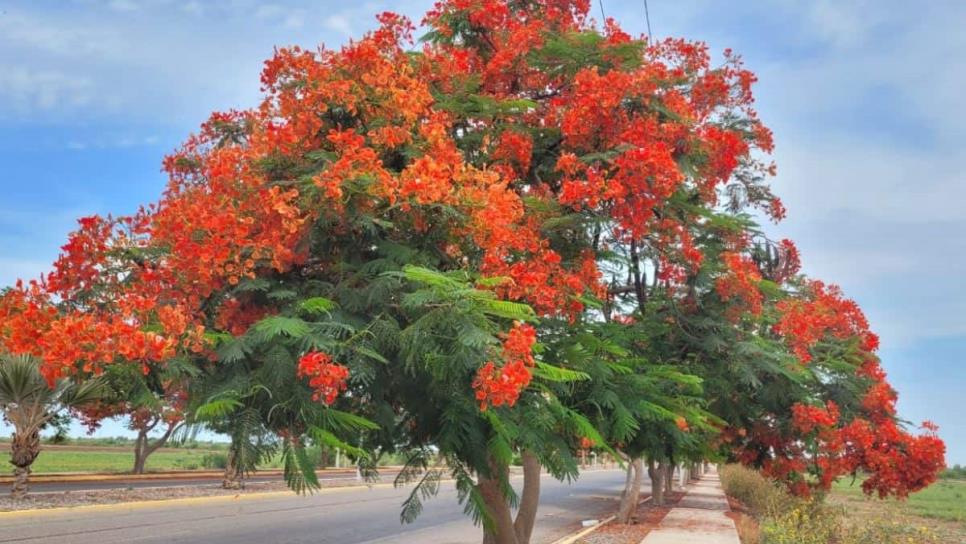 Tabachín «El árbol de fuego»: así florece en Los Mochis | FOTOS
