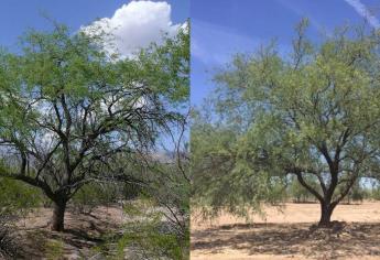Mezquite, el árbol que resiste sequías, da sombra y su madera es ideal para las carnes asadas