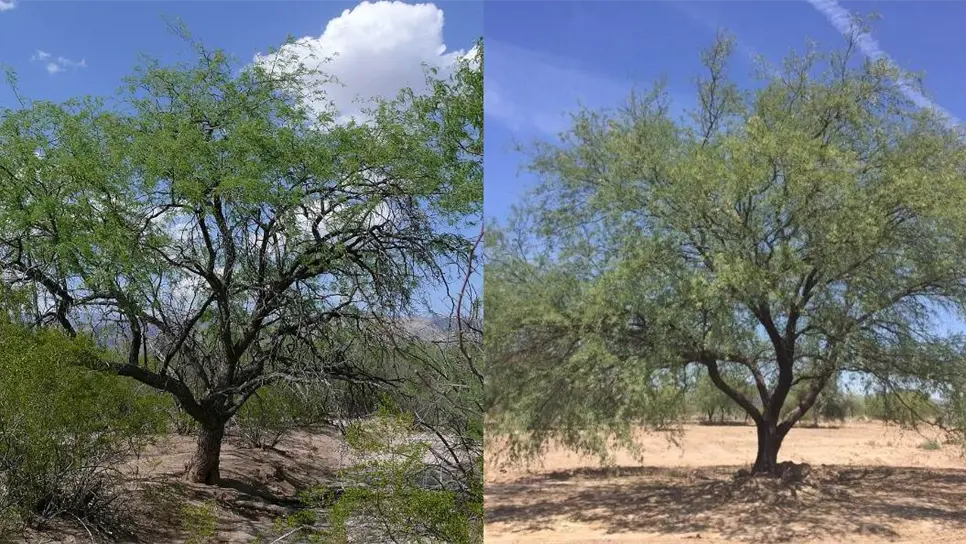 FOTO: Árbol de mezquite.