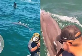 Delfines disfrutan junto a turistas de la música sinaloense / Video