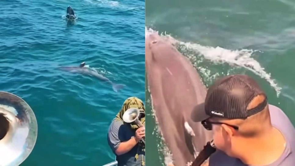 Delfines disfrutan junto a turistas de la música sinaloense en Mazatlán/ VIDEO