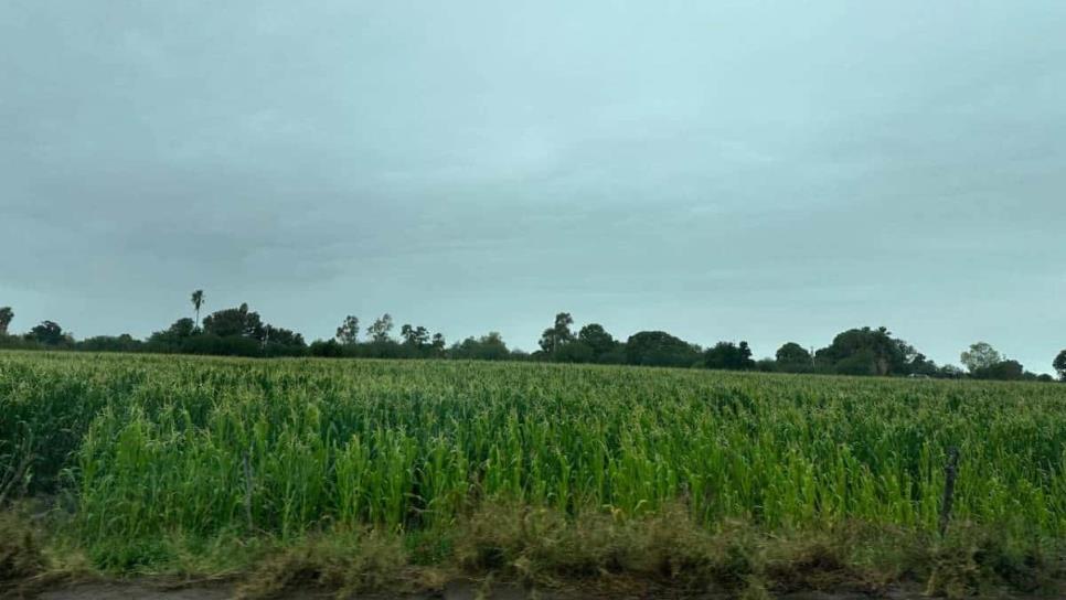 Productores de Sinaloa celebran las lluvias en el Día de San Juan