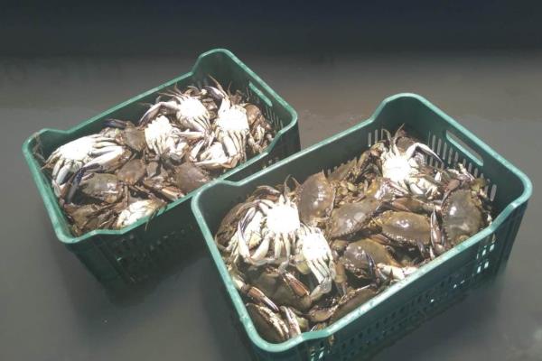 La veda de jaiba en Sinaloa llegará a su fin este 10 de julio