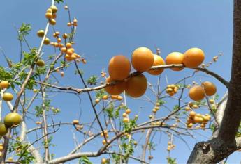 ¡Hay ciruelas! En Sinaloa ya brota este delicioso fruto | FOTOS