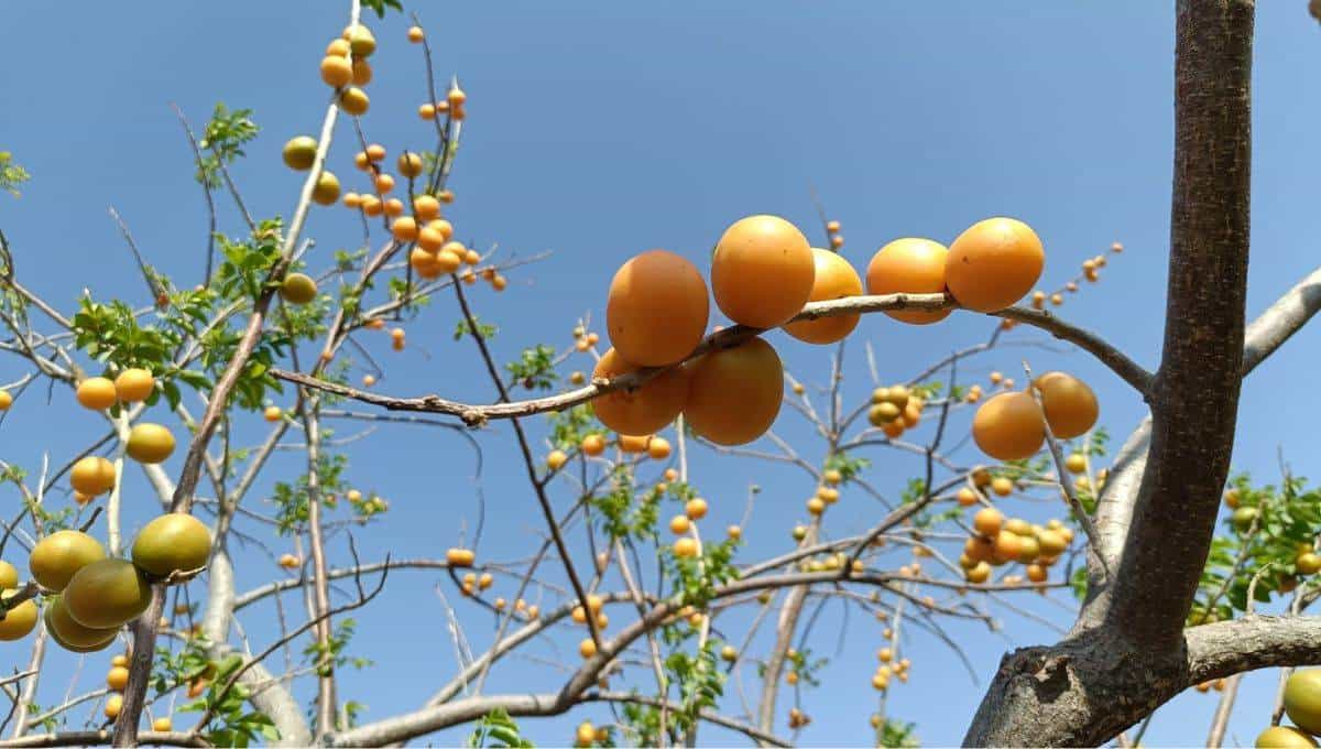 La ciruela es muy consumida en Sinaloa. FOTO: Marcos Palafox en Facebook