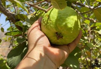 ¡Guayabas gigantes! Así nace este delicioso fruto en este pueblo de Sinaloa | FOTOS