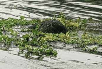 Encuentran cuerpo de un hombre flotando en el río Fuerte, cerca del malecón