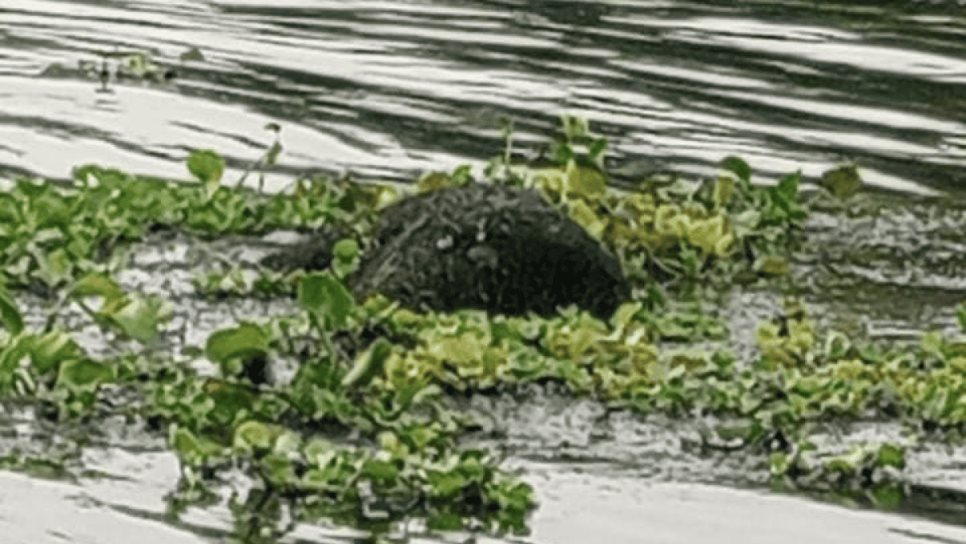 Encuentran cuerpo de un hombre flotando en el río Fuerte, cerca del malecón