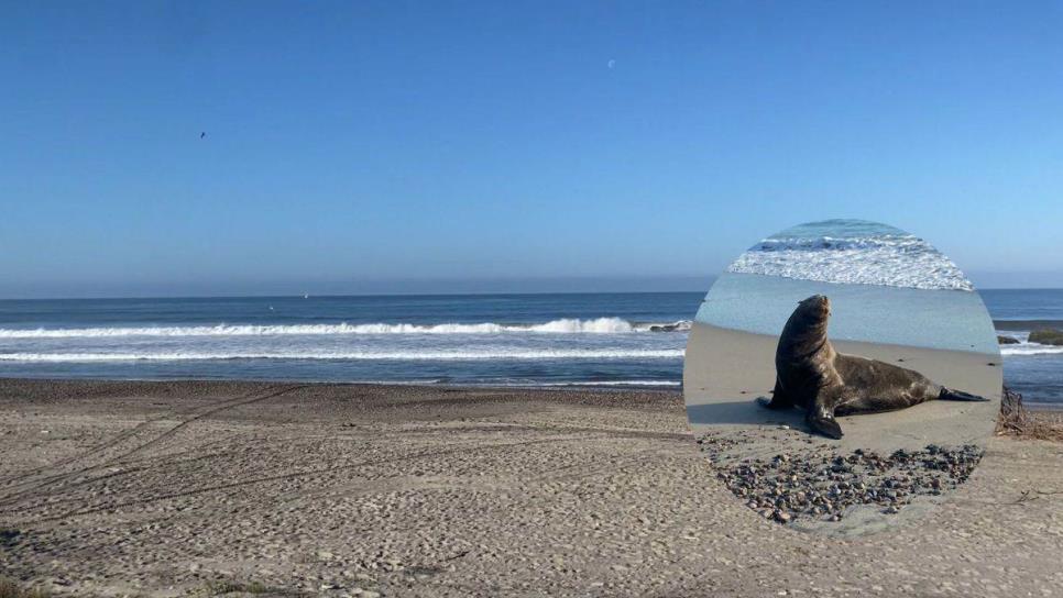 Celestino Gazca, el paradisíaco destino de playa en Sinaloa