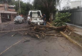 Se desploma un árbol en Culiacán y cae encima de dos vehículos