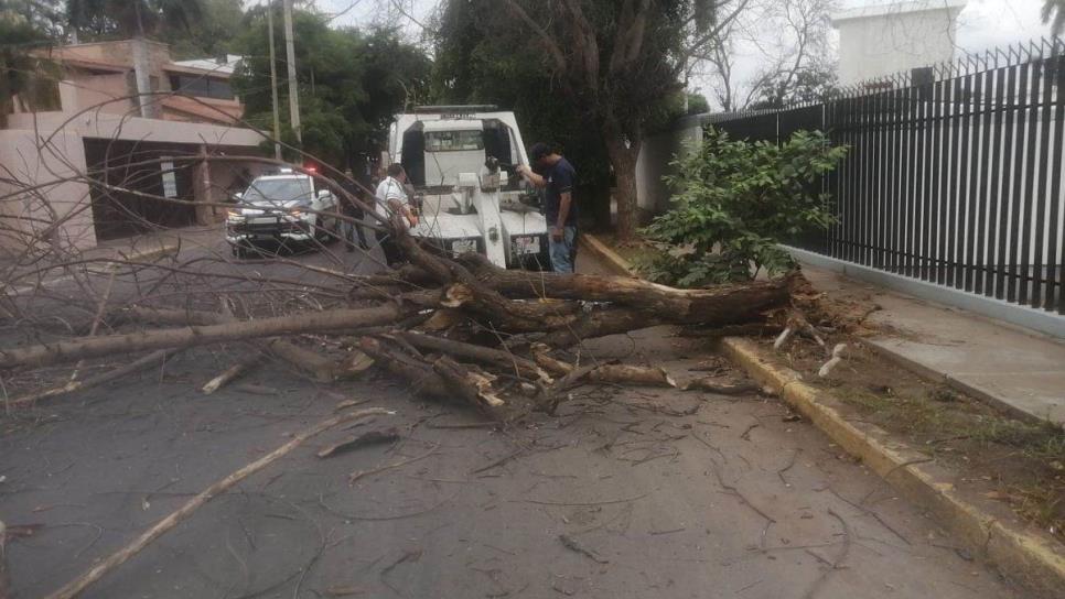 Se desploma un árbol en Culiacán y cae encima de dos vehículos