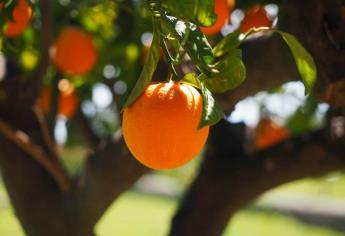 Estos árboles frutales son ideales para plantar en julio