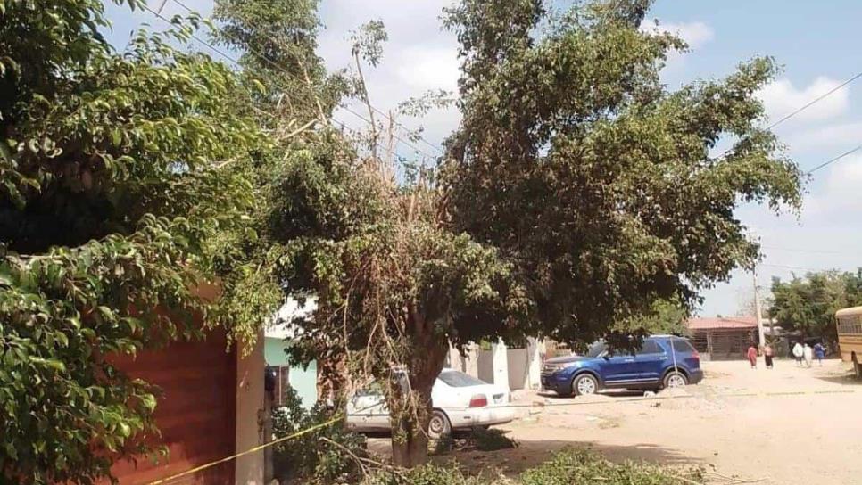 Muere hombre electrocutado al podar un árbol en Ruiz Cortines, Guasave
